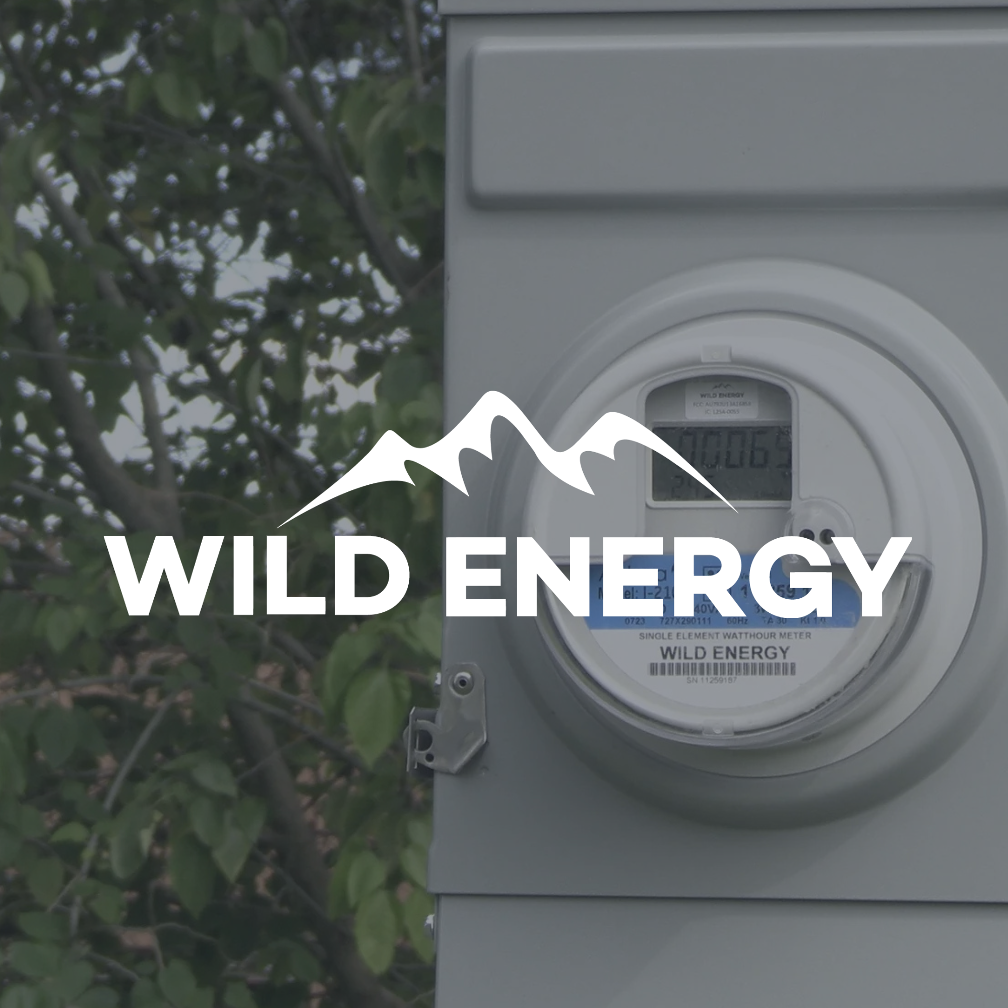 Wild Energy